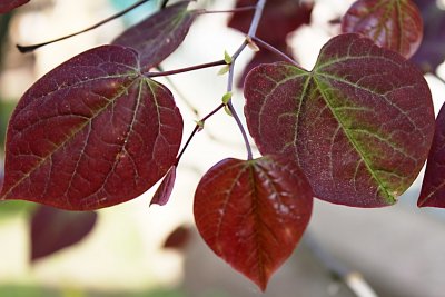 Cercis canadensis 'Forest pansy' - zmarlika kanadská - jarní listy